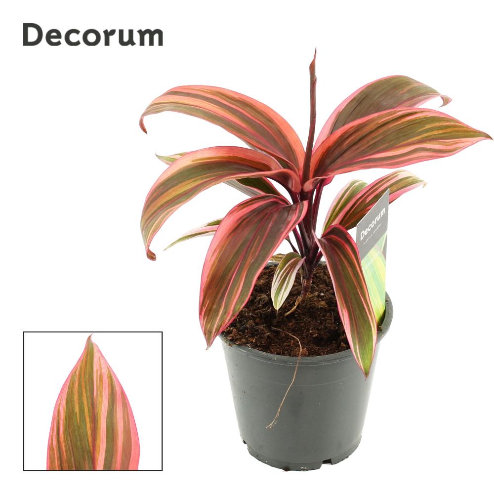 Cordyline