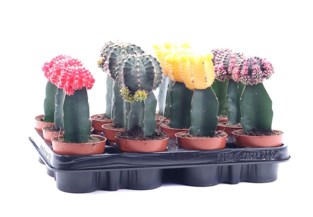 gymnocalycium