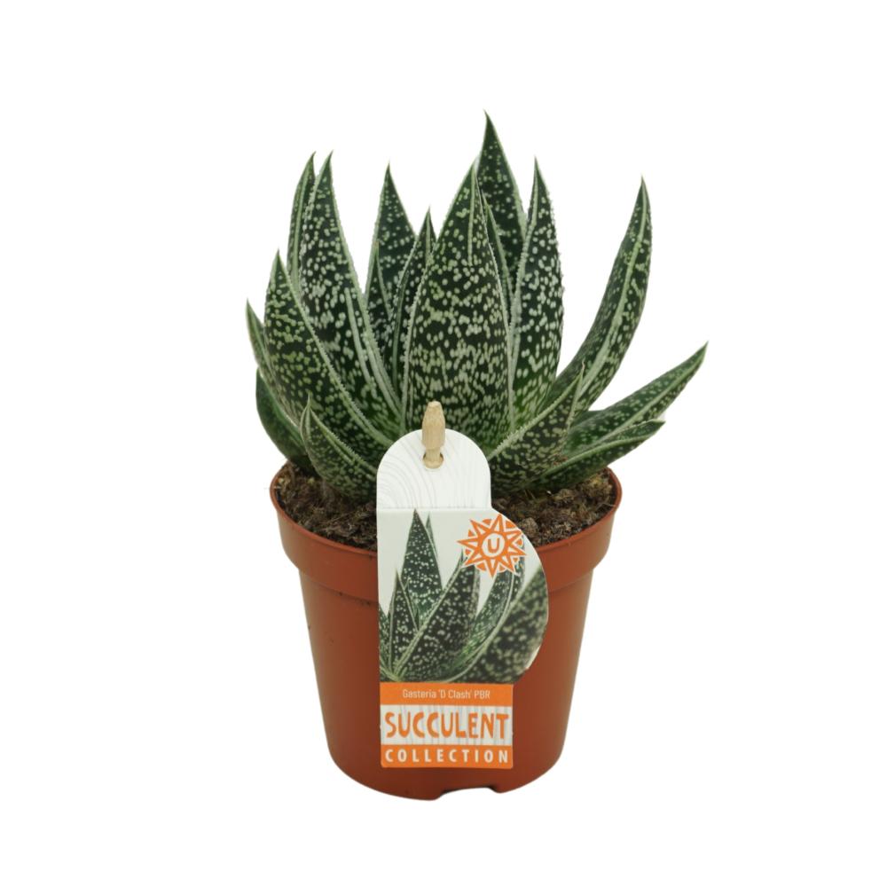 gasteria