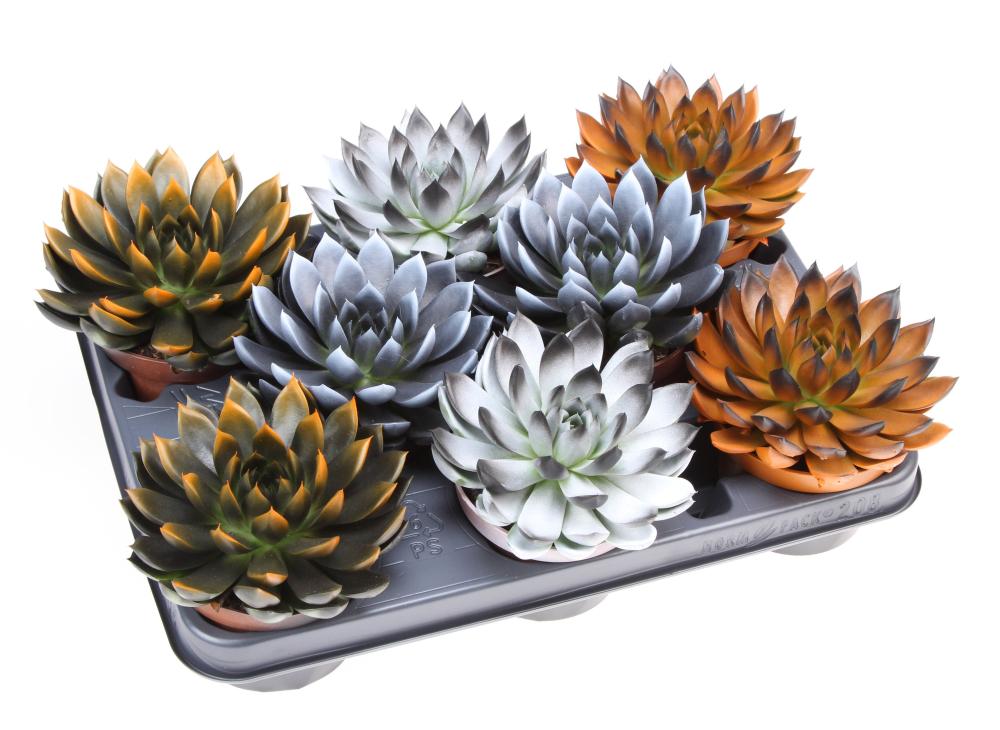 echeveria