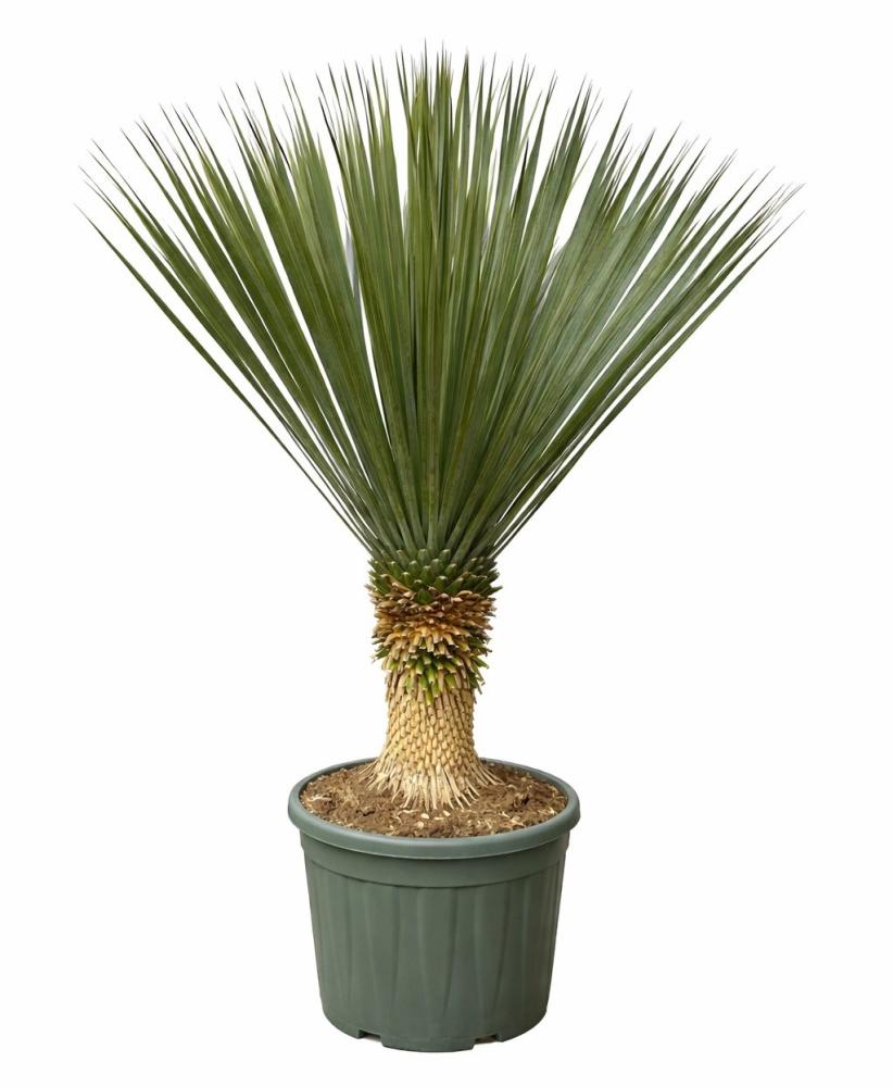 yucca