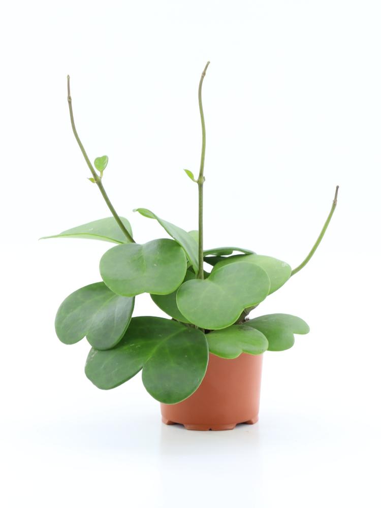 Hoya