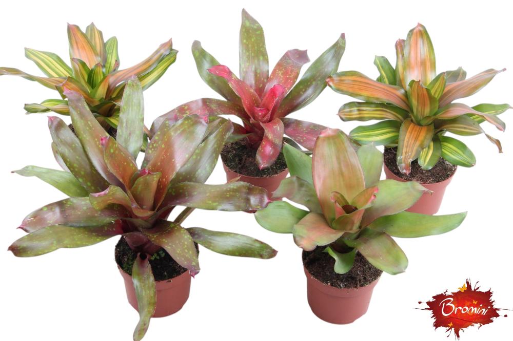 Neoregelia