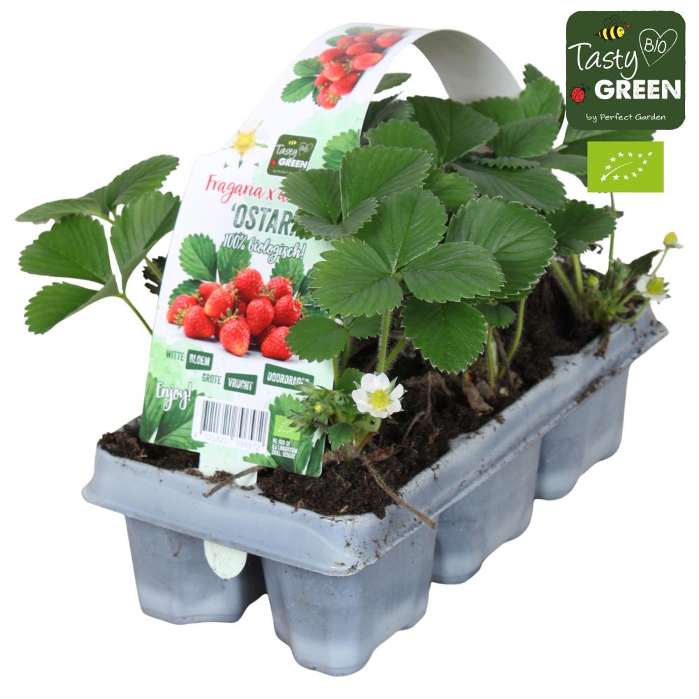 fragaria