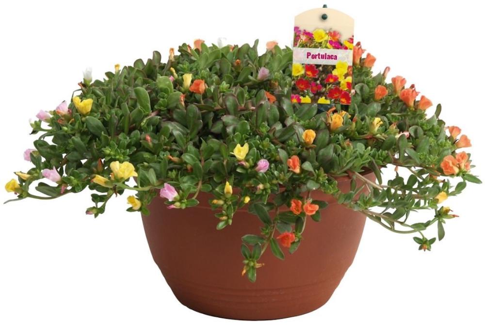 Portulaca