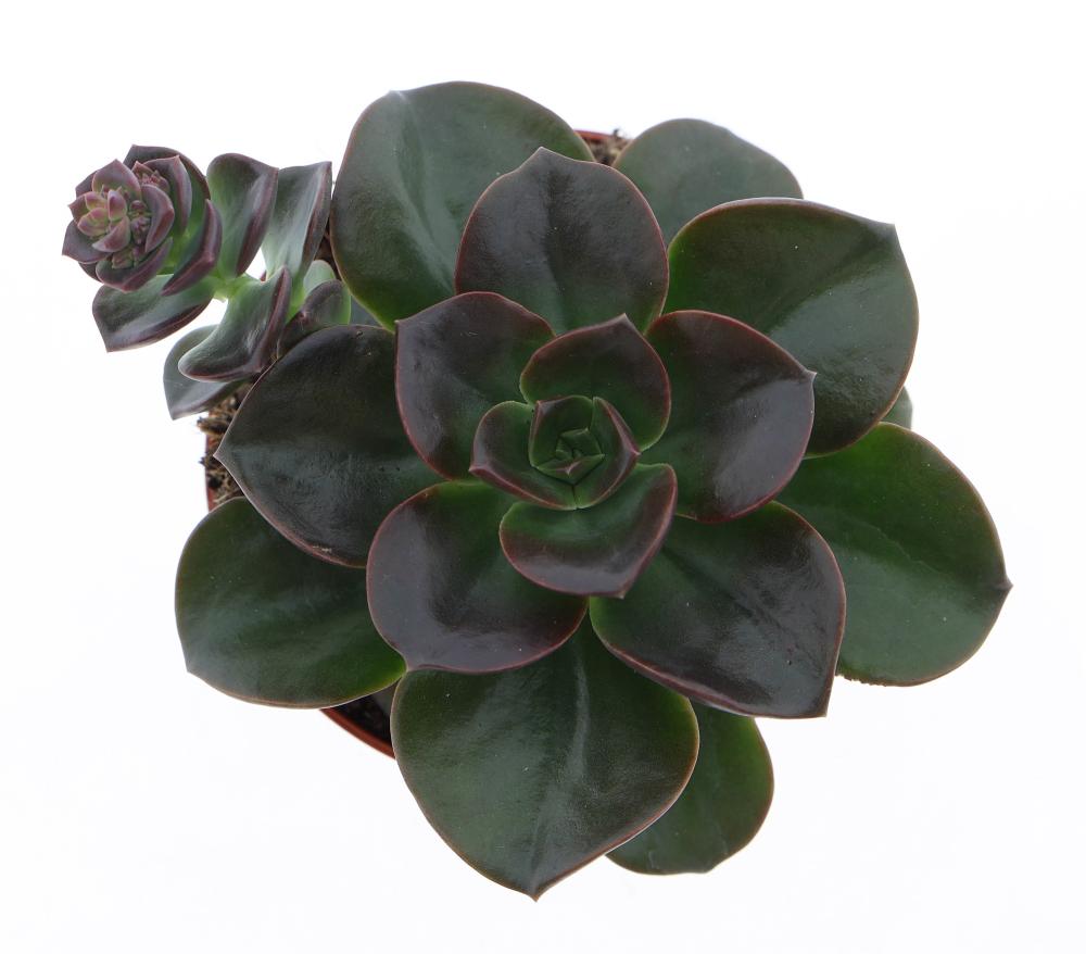 echeveria