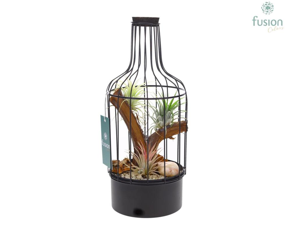 tillandsia