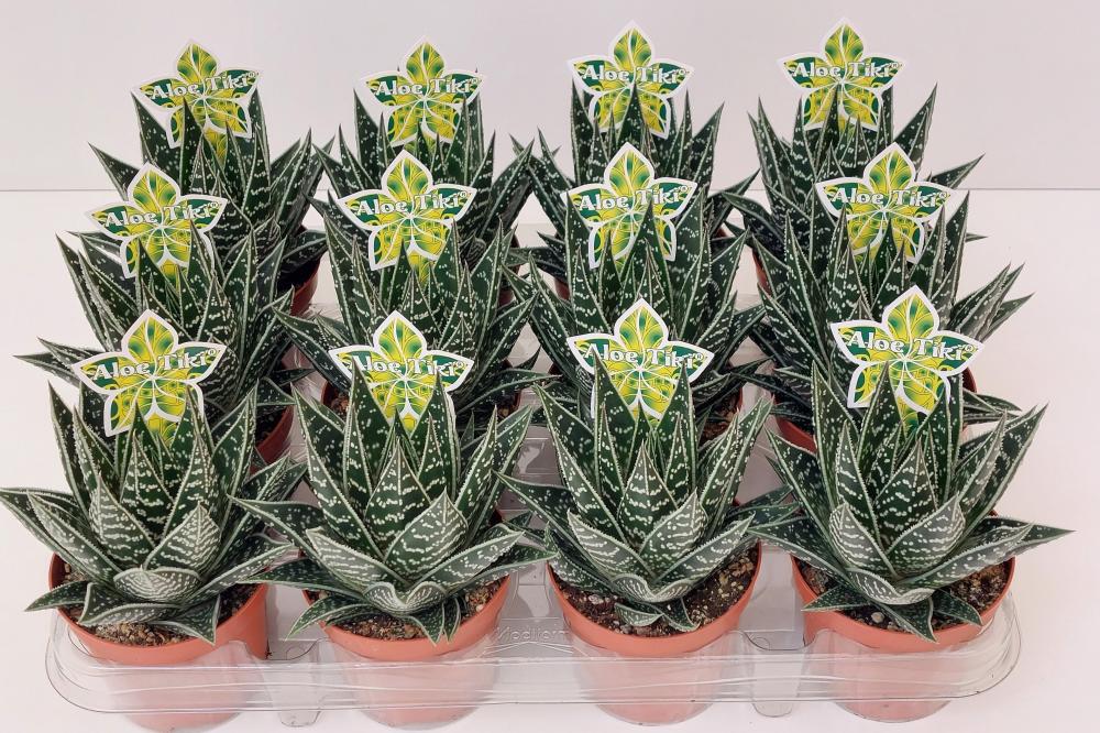 Aloe
