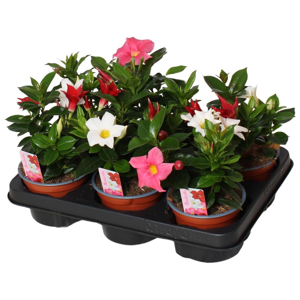 mandevilla-dipladenia
