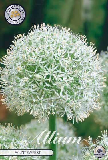 Allium