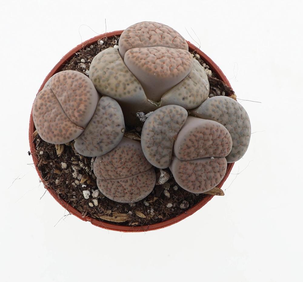 Lithops
