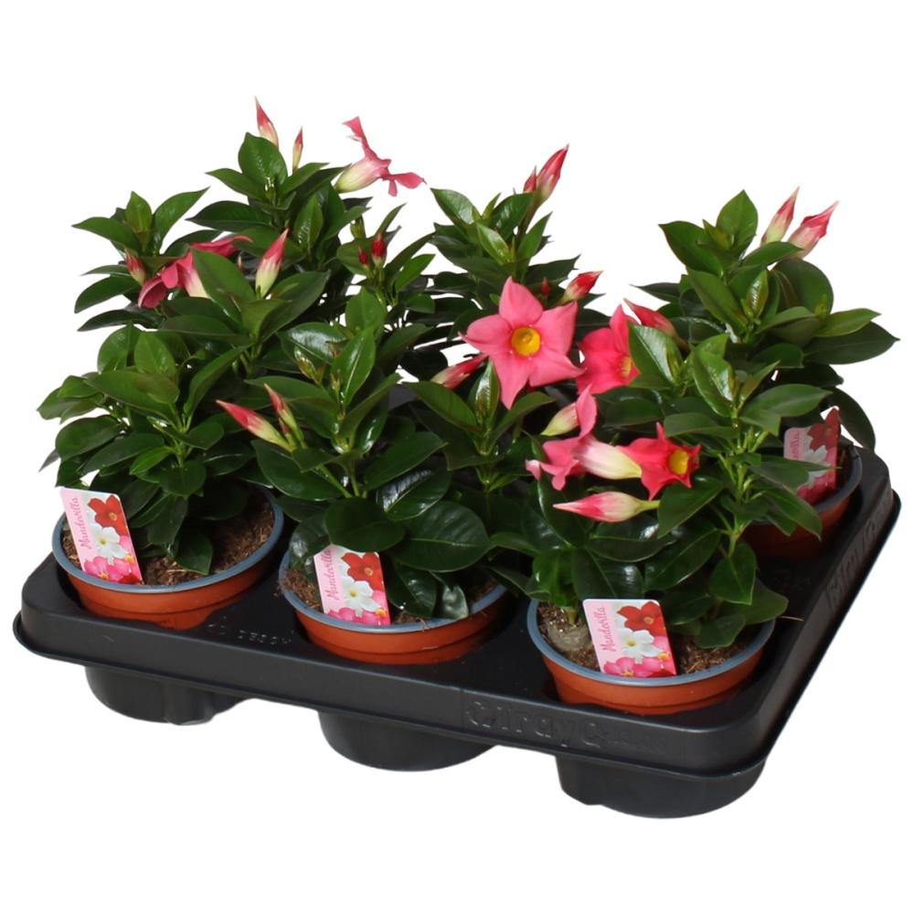 mandevilla-dipladenia