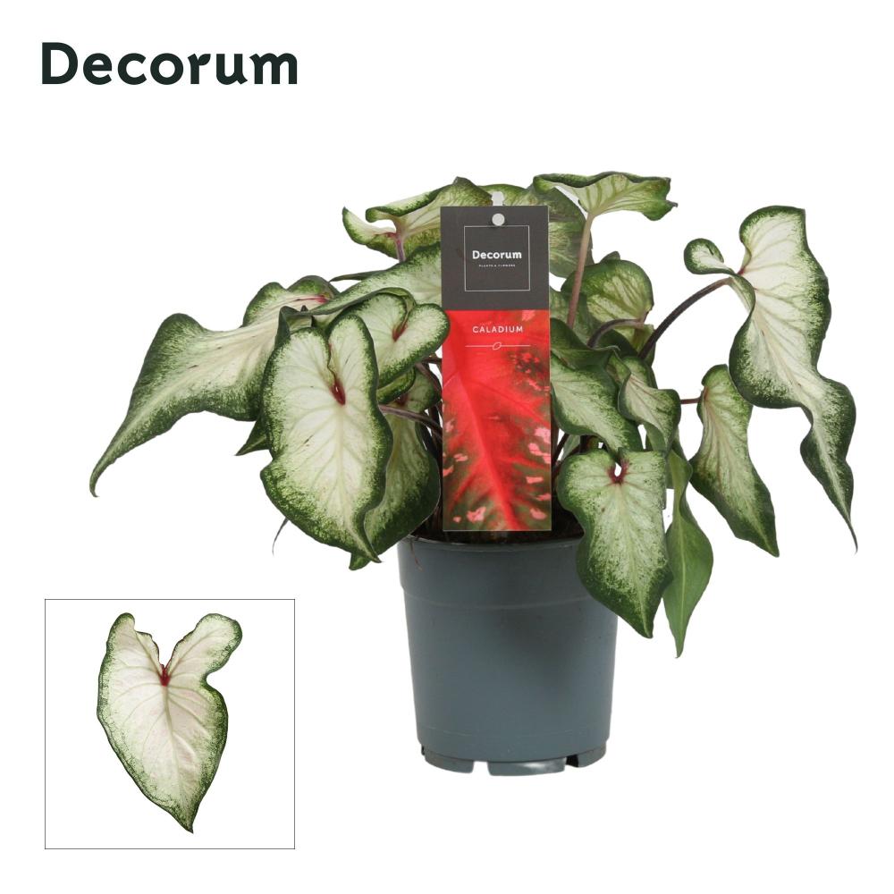 Caladium