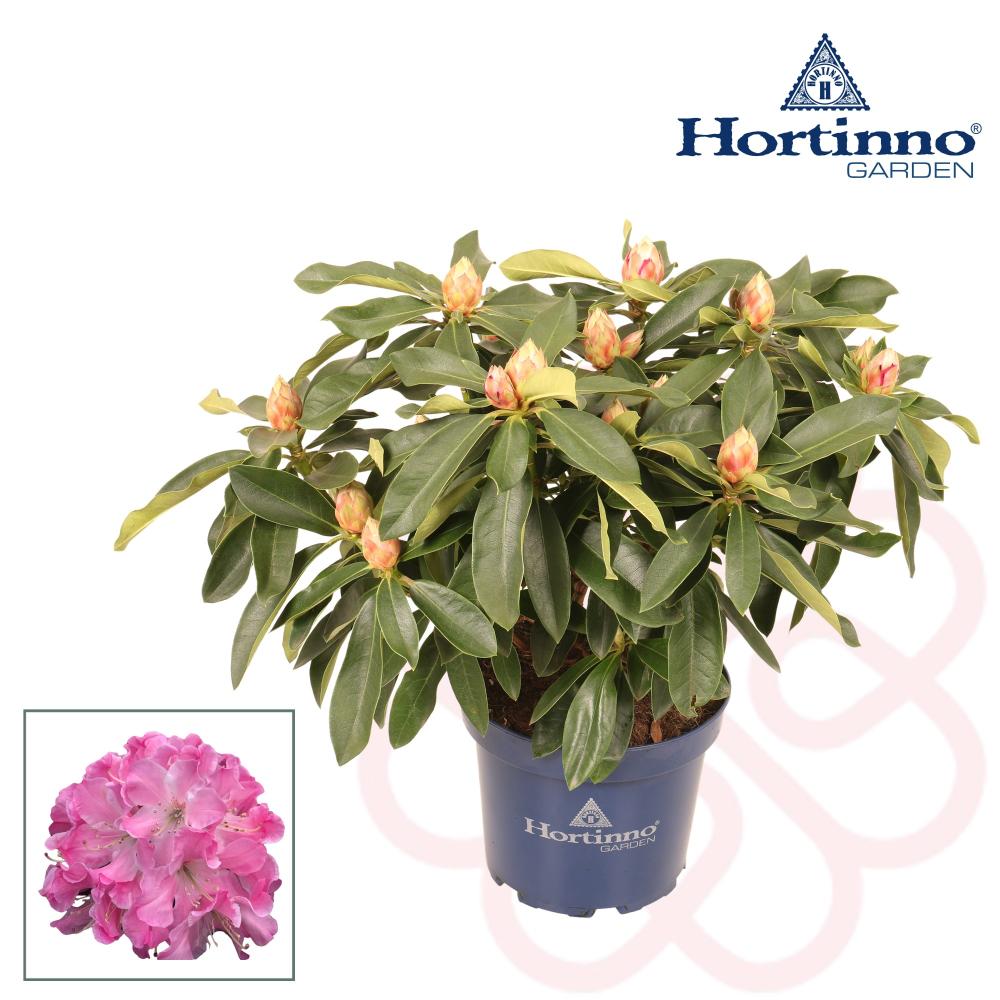 rhododendron