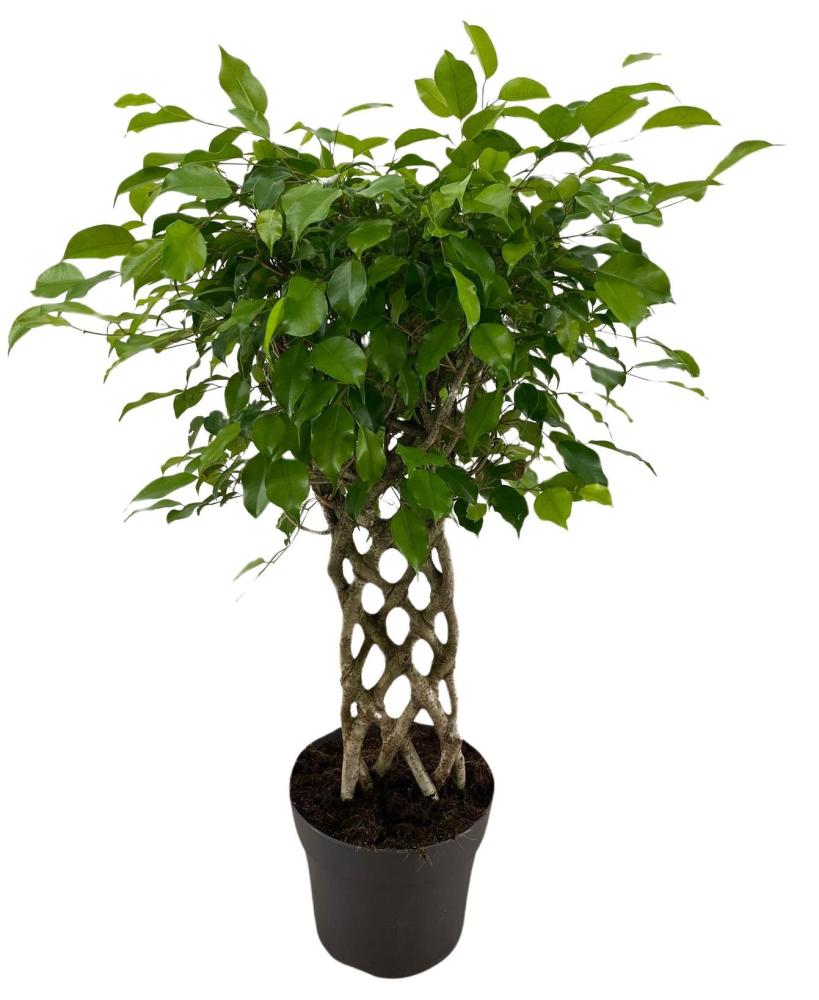 Ficus