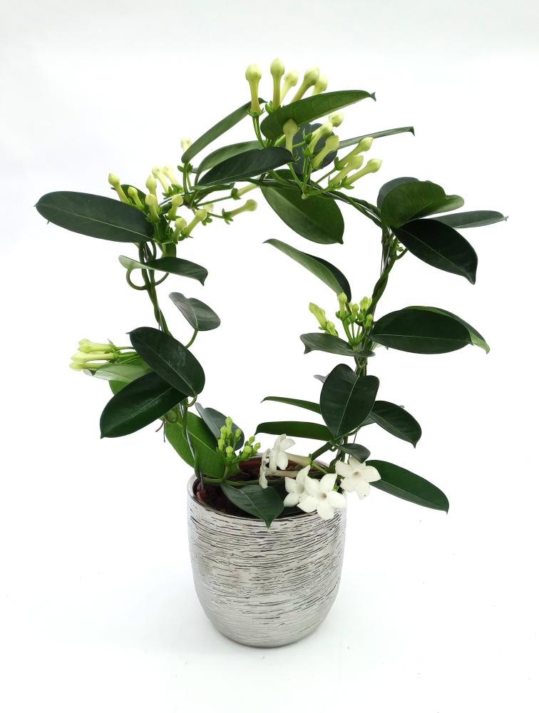 Stephanotis