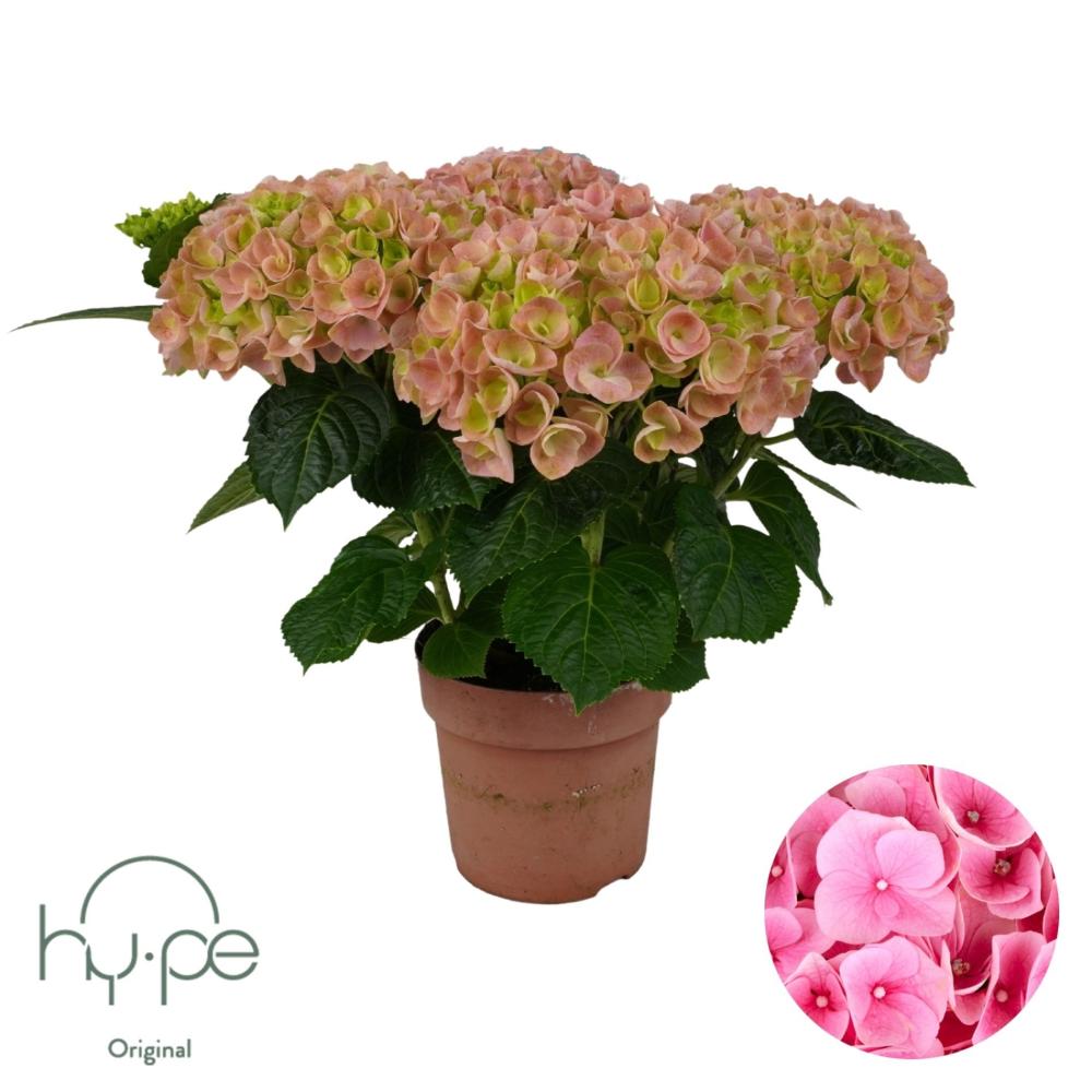 hydrangea