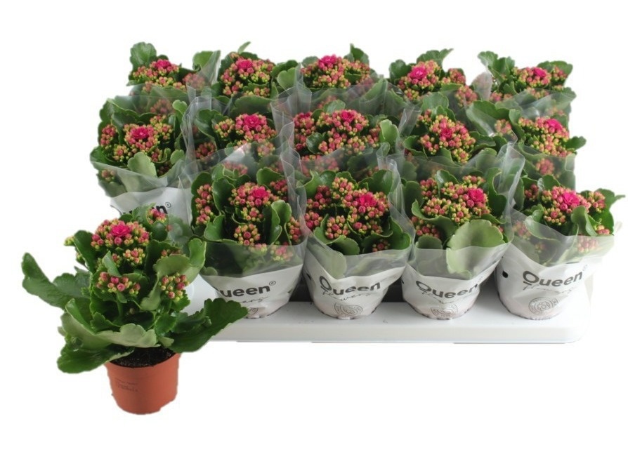 Kalanchoe fleurs doubles