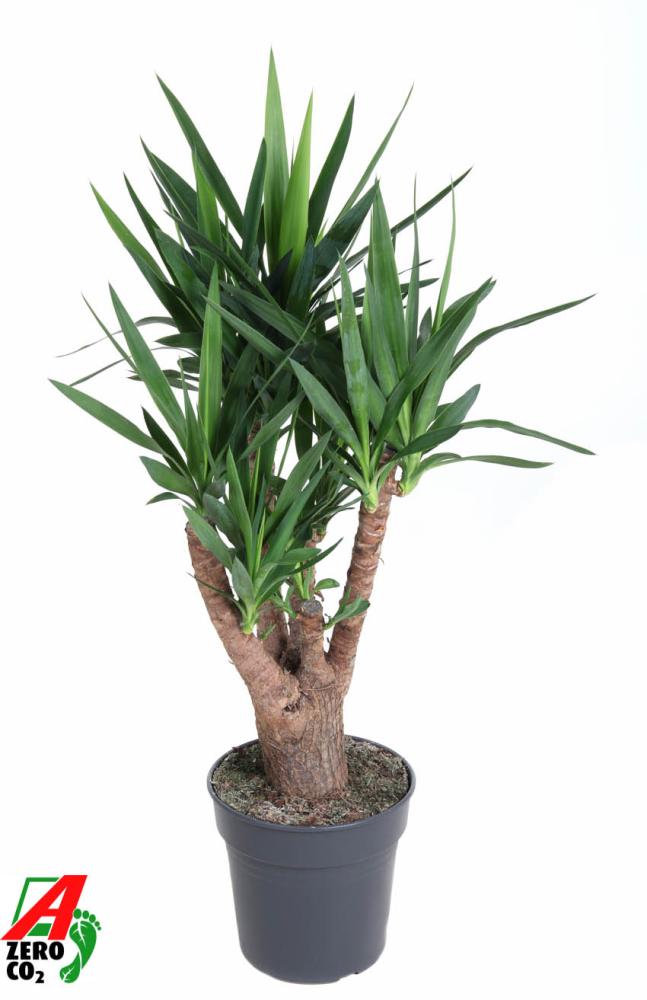 yucca