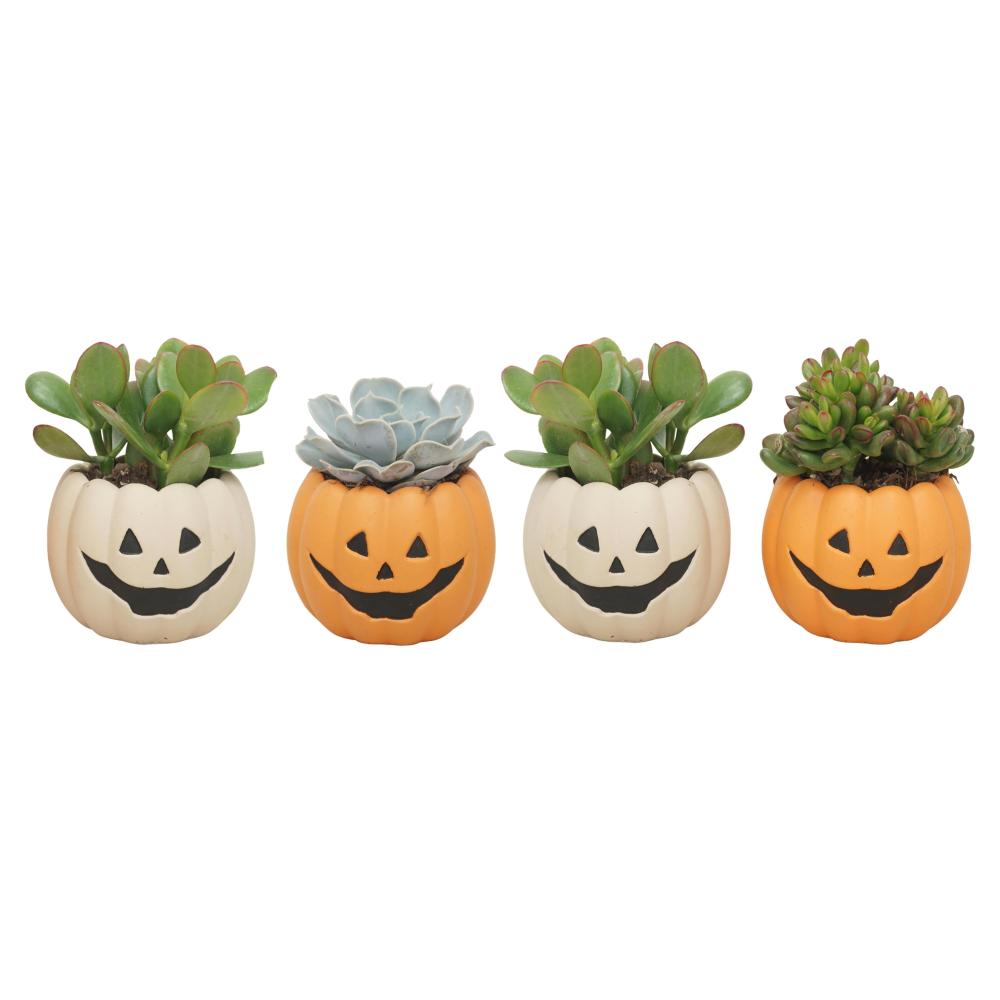 succulentes