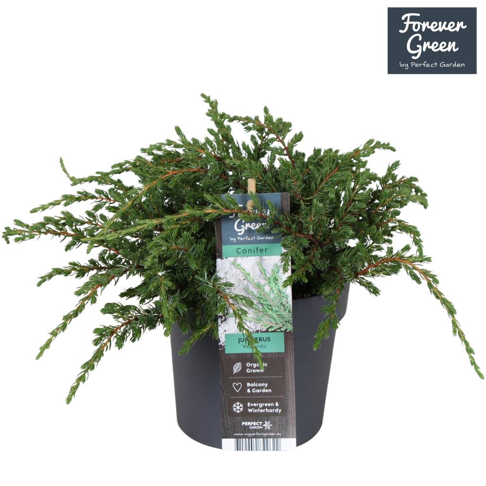 juniperus
