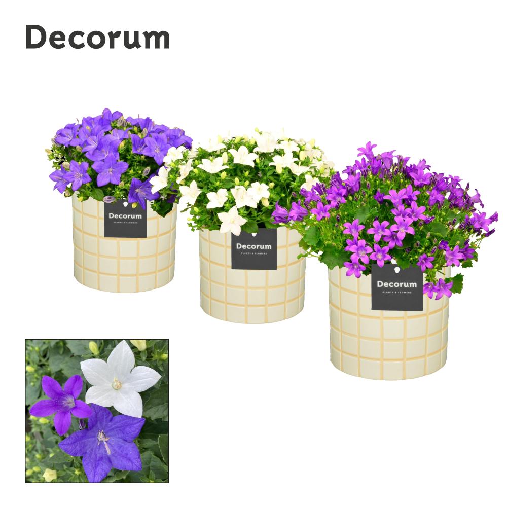 campanula