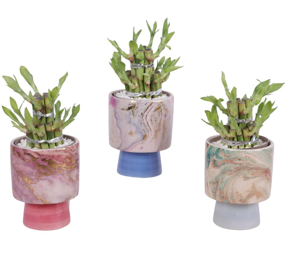 Lucky bamboo