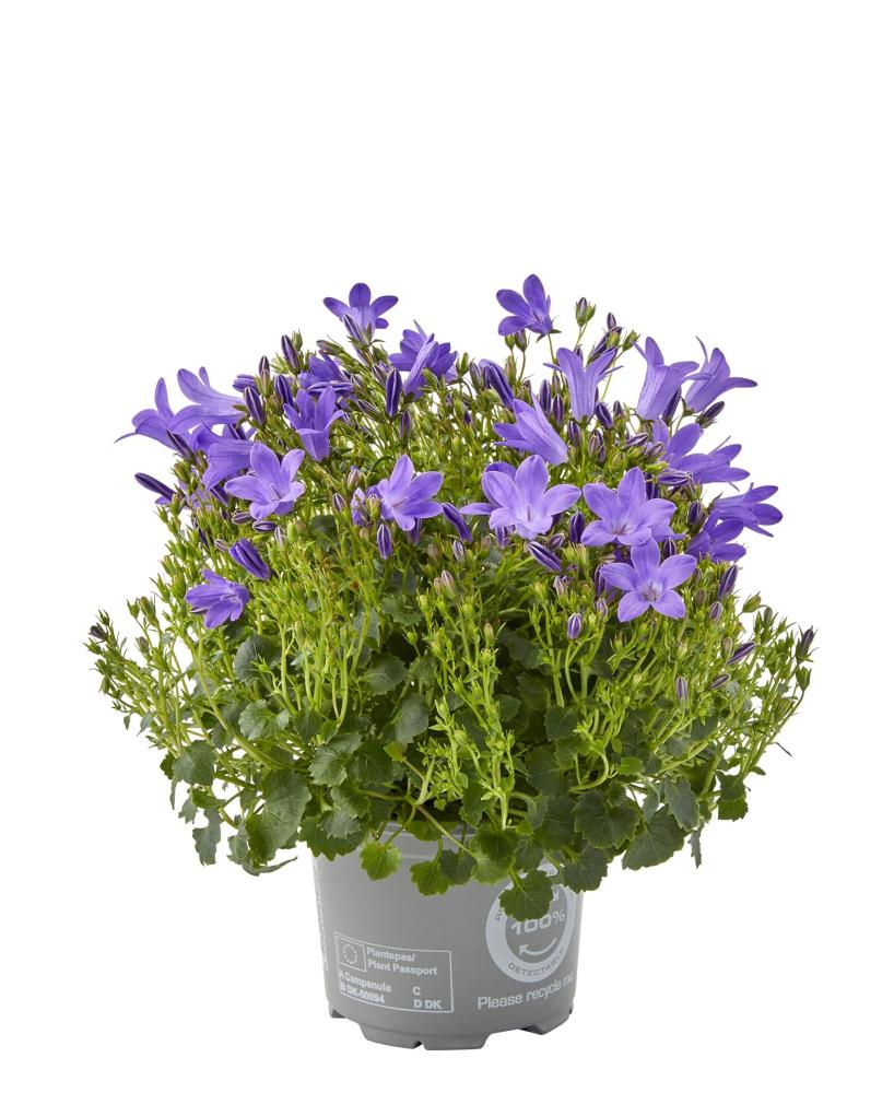 campanula