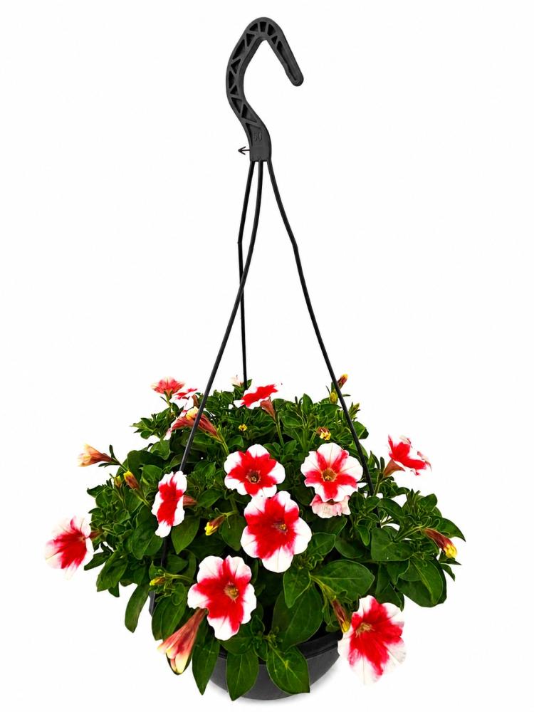 hanging