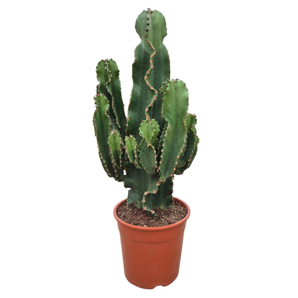 Euphorbia