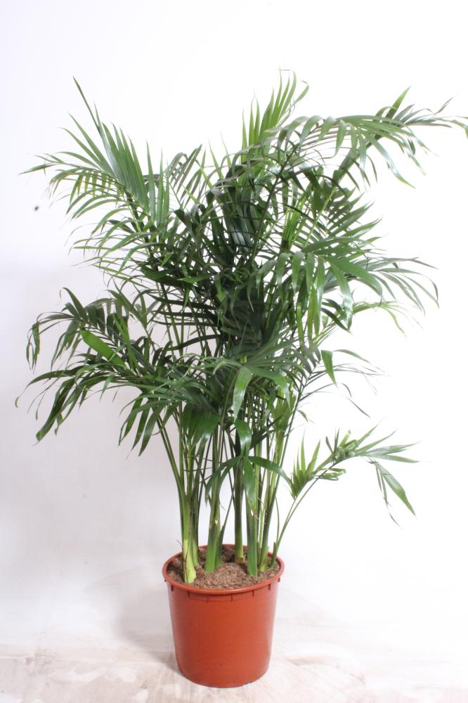 Chamaedorea