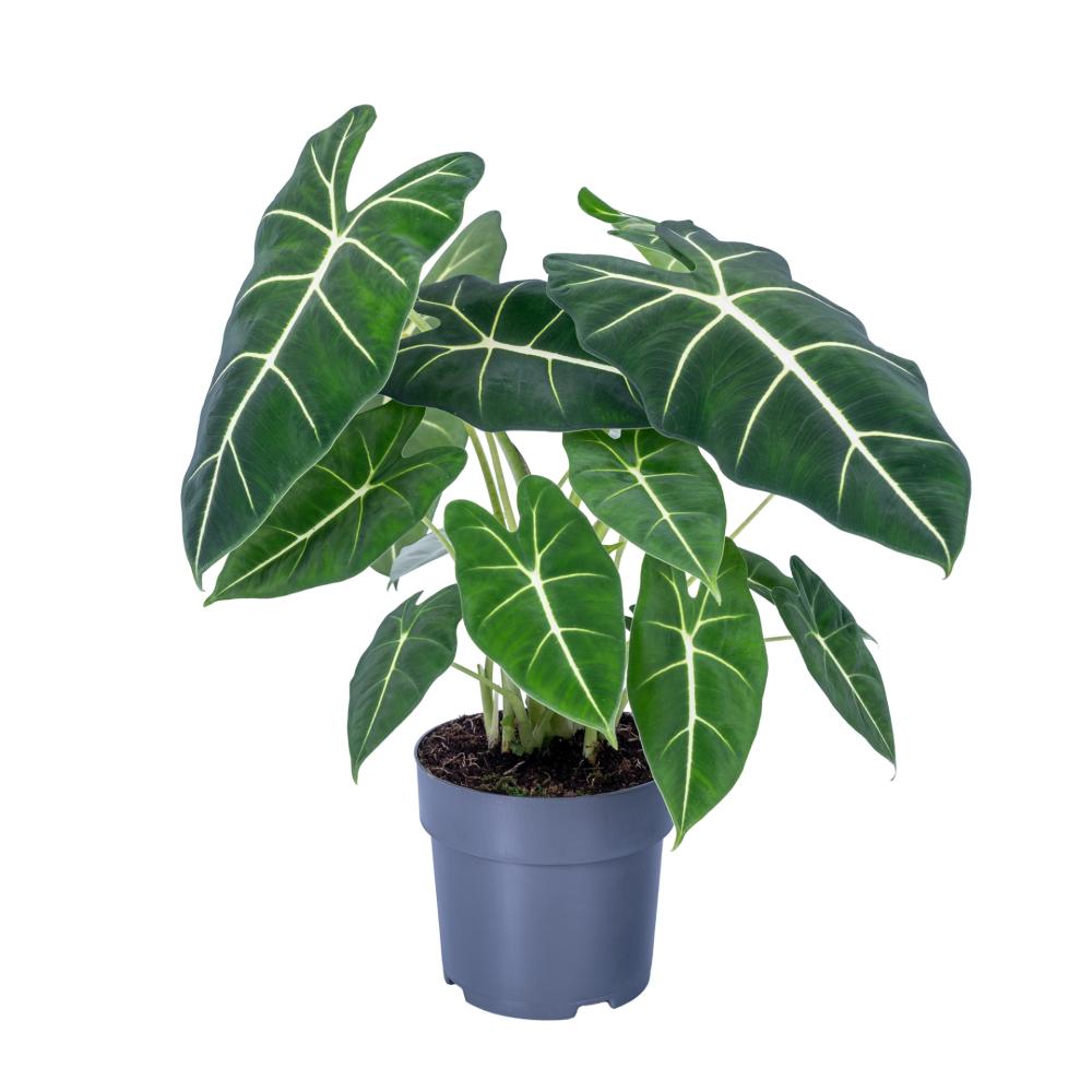 Alocasia
