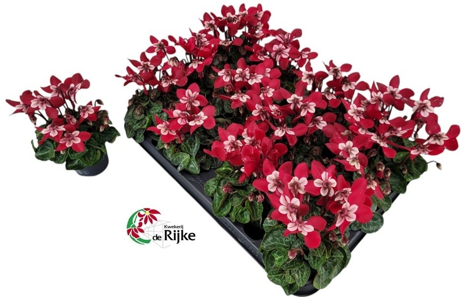 Cyclamen