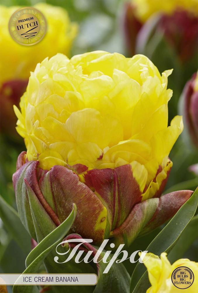 tulipa
