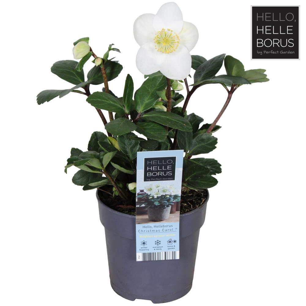 Helleb