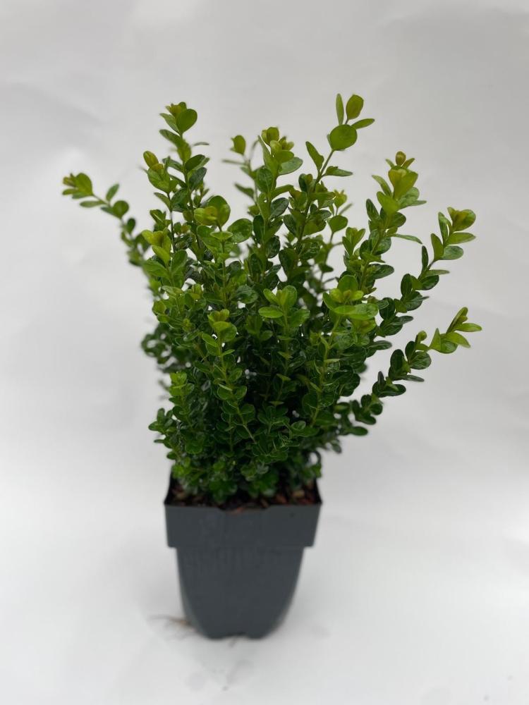 buxus