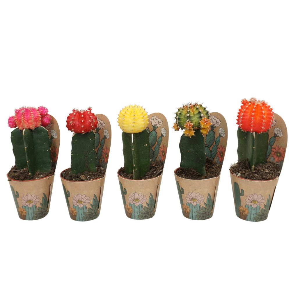 gymnocalycium