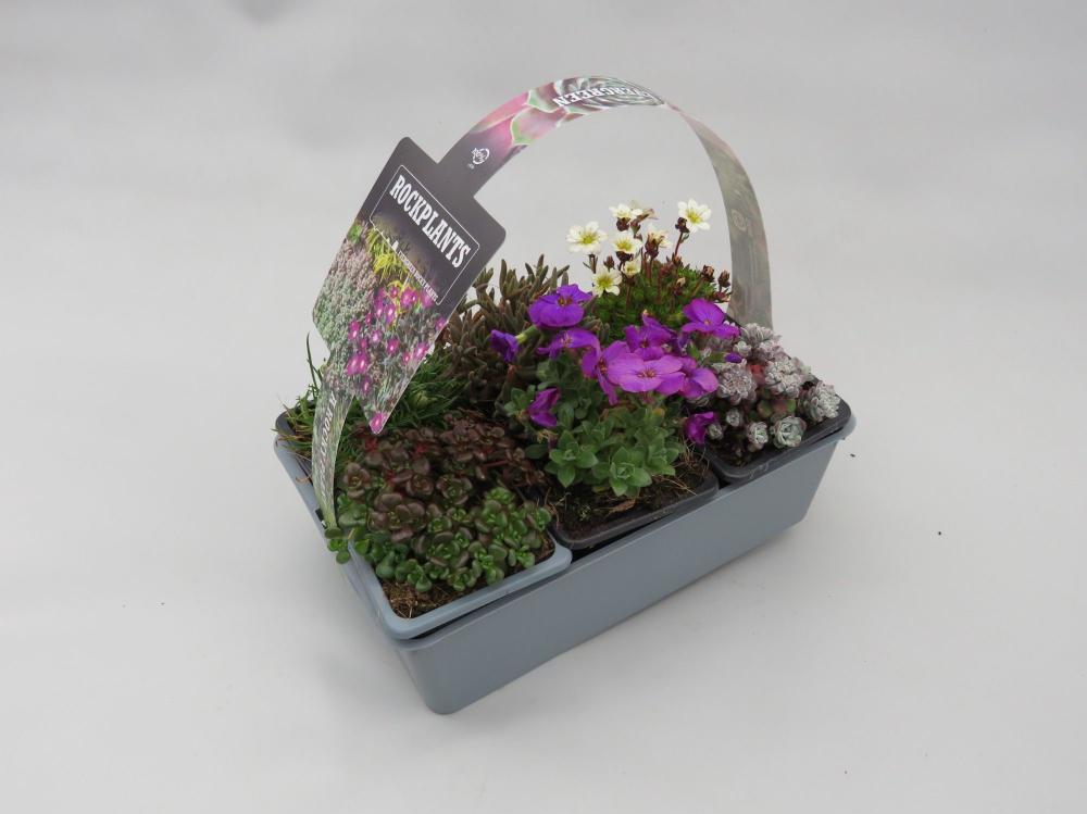 plantes mix