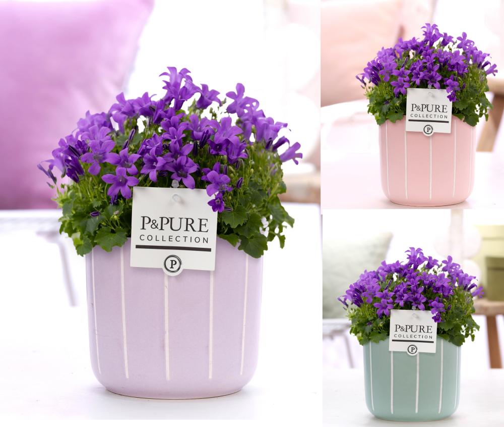 campanula