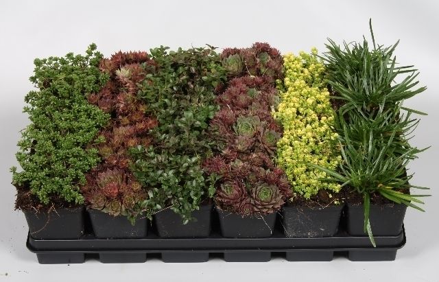 plantes mix