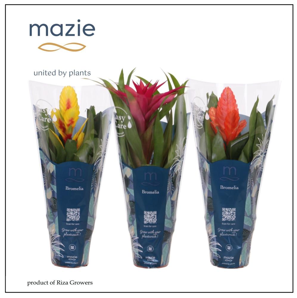 Bromelia