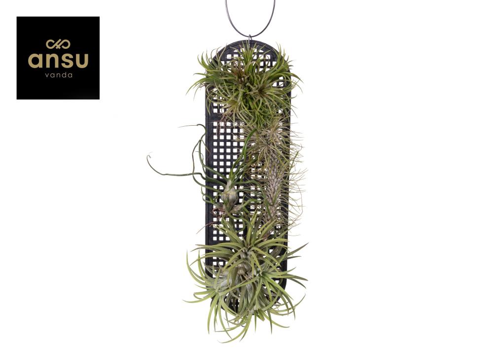 Tillandsia