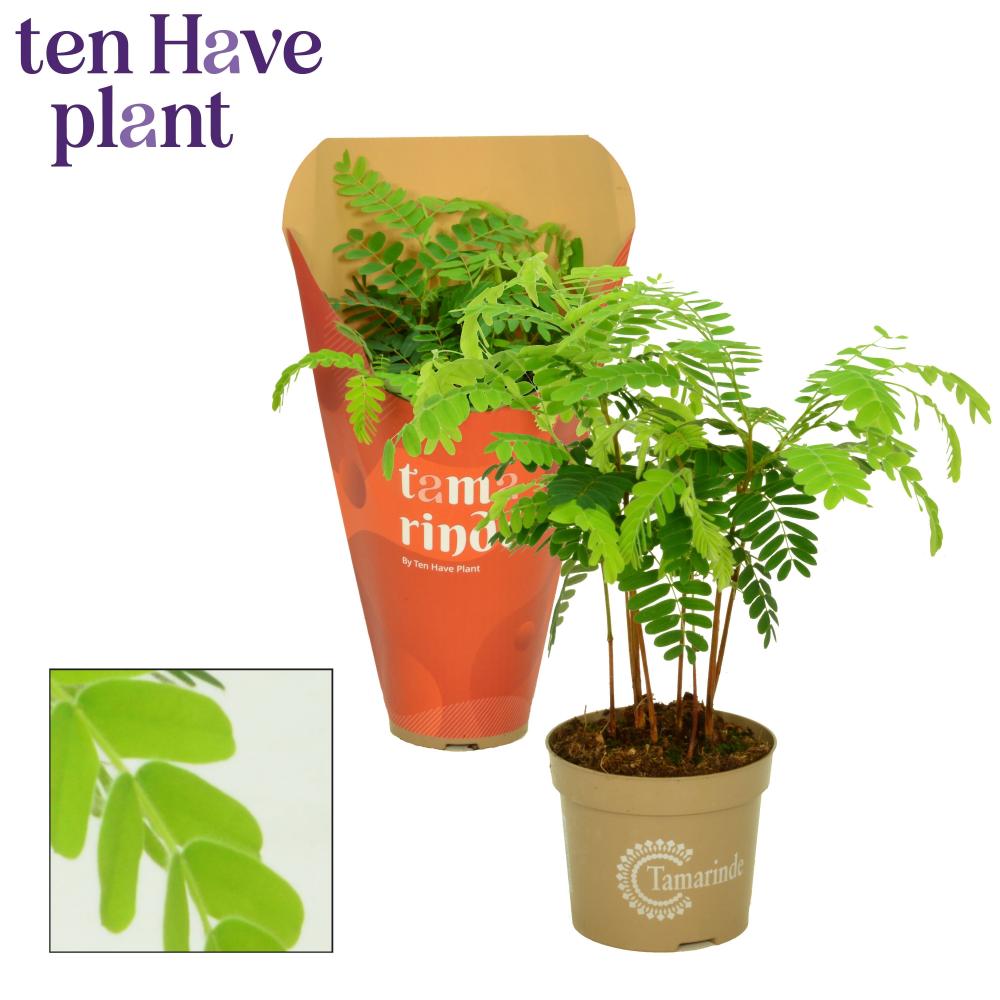 Tamarindus