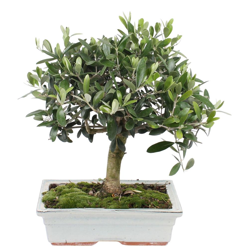 bonsai