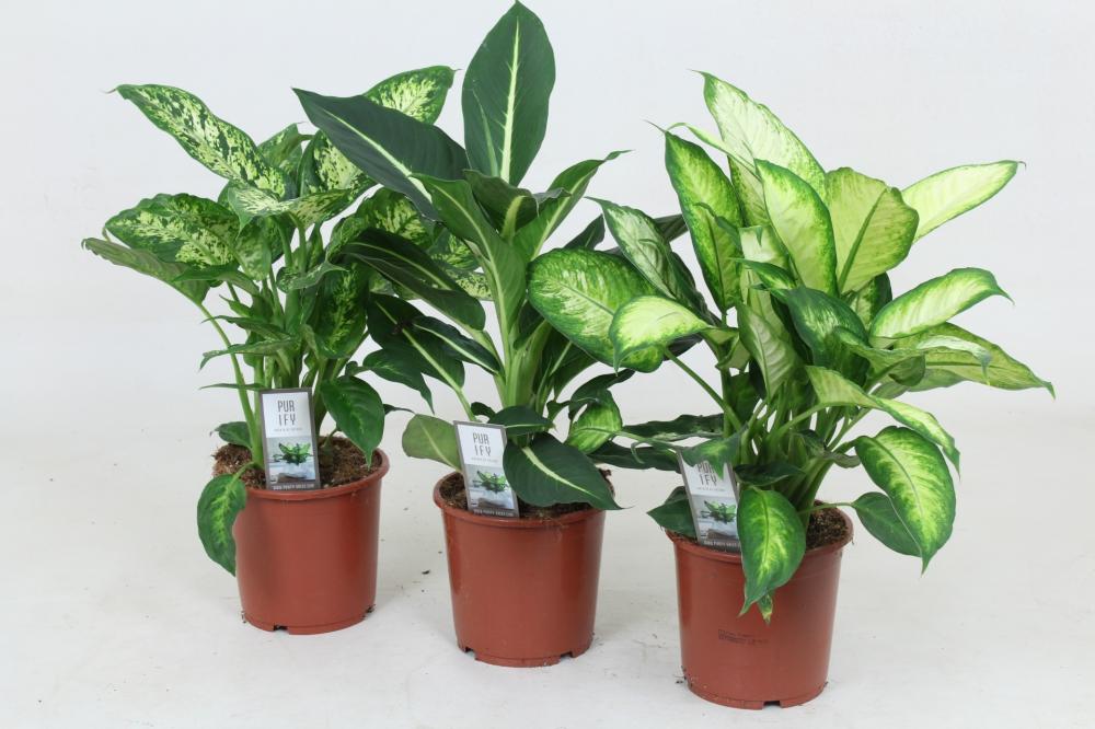 Dieffenbachia
