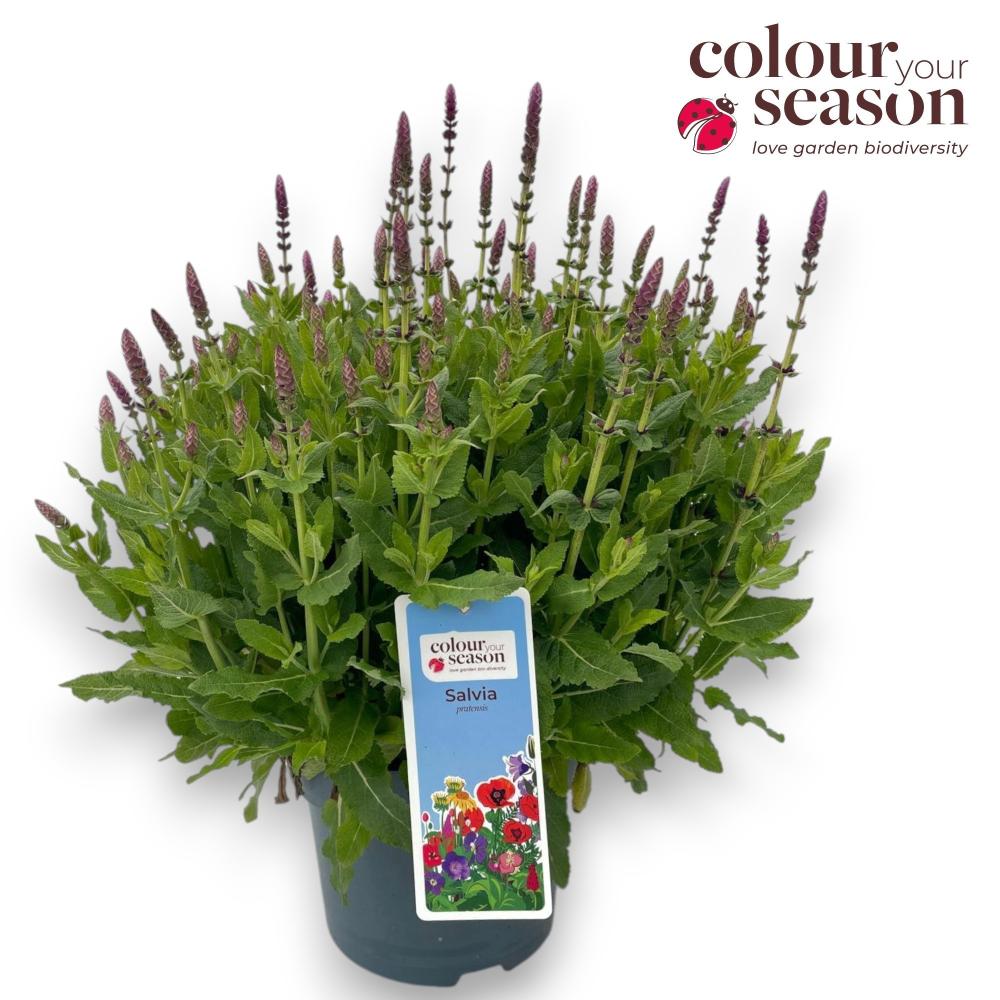 Salvia