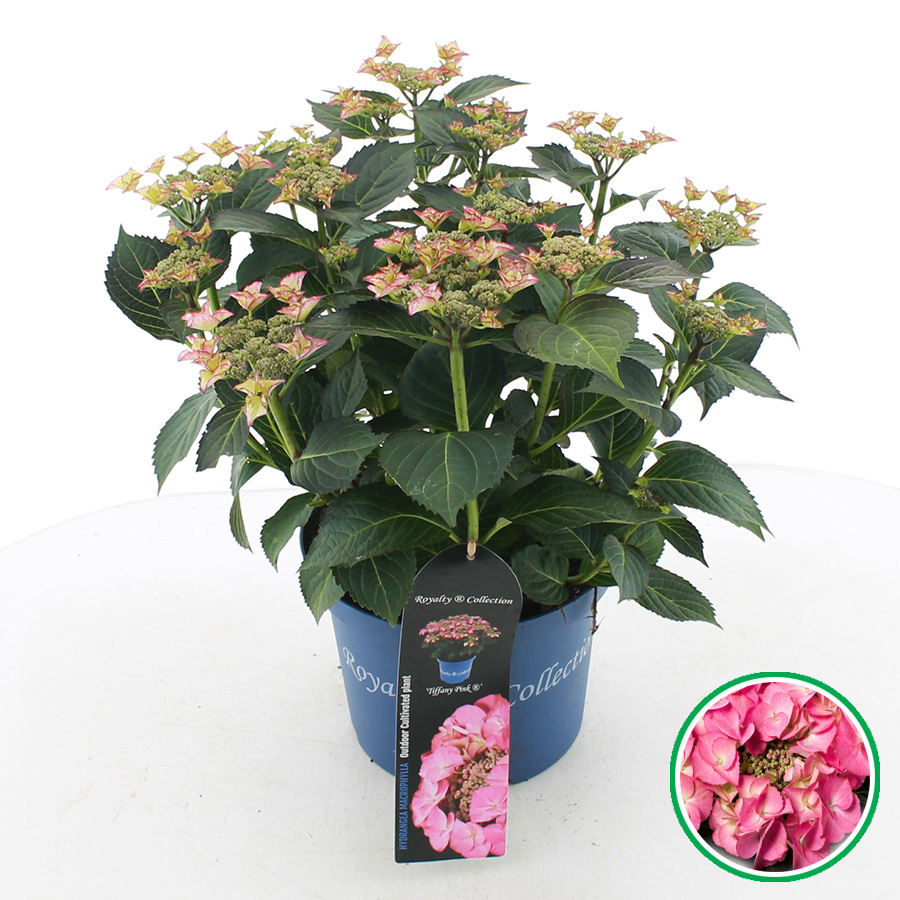 Hydrangea