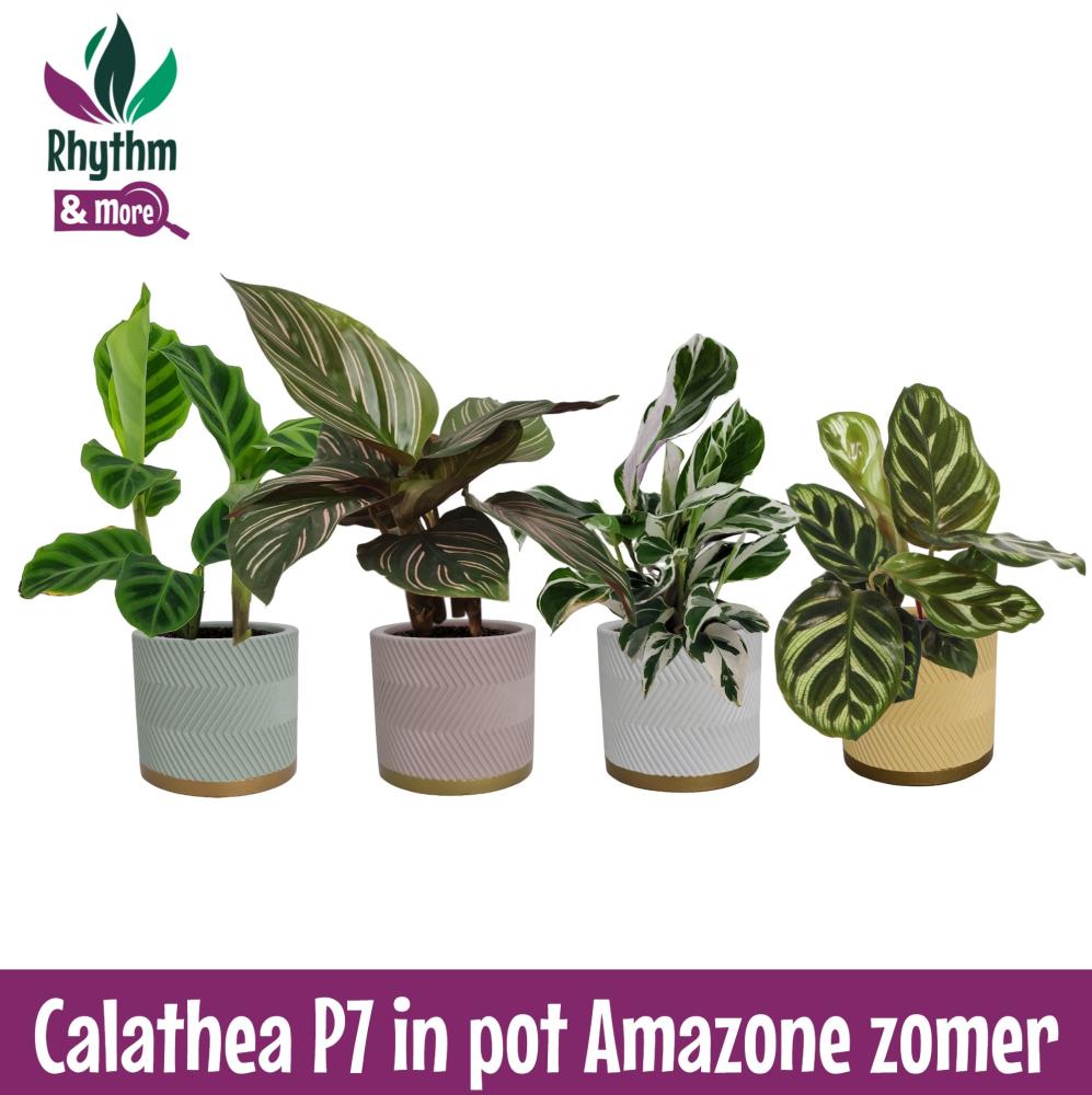 calathea