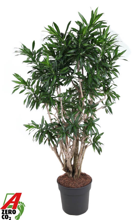 Dracaena