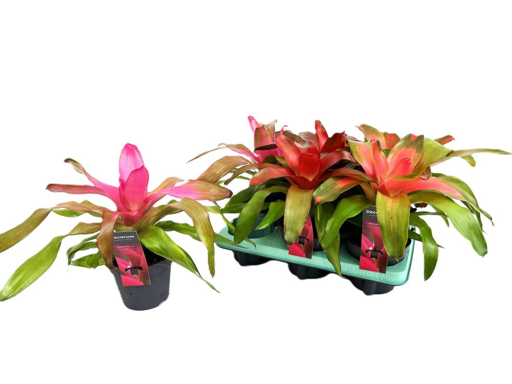 Neoregelia
